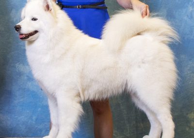 ArticCross Bilrost n Icecrown's Mistress of Dreams