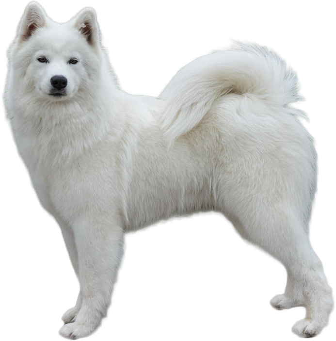 Icecrown Samoyeds Contact Us